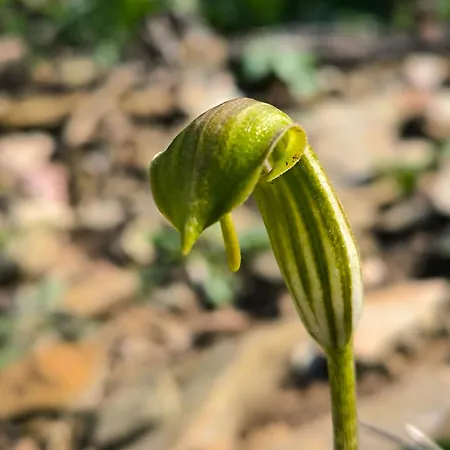 Topaz Iun T4815 بيت ضيافة